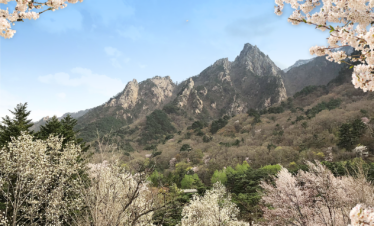 Private tour for Mt. Seorak+Nami island+Garden of Morning Calm