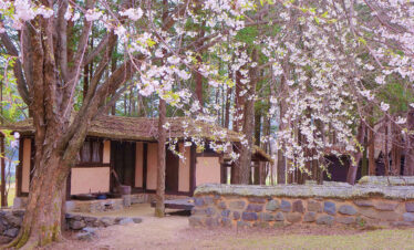 Jinhae Cherry Blossom tour from Seoul